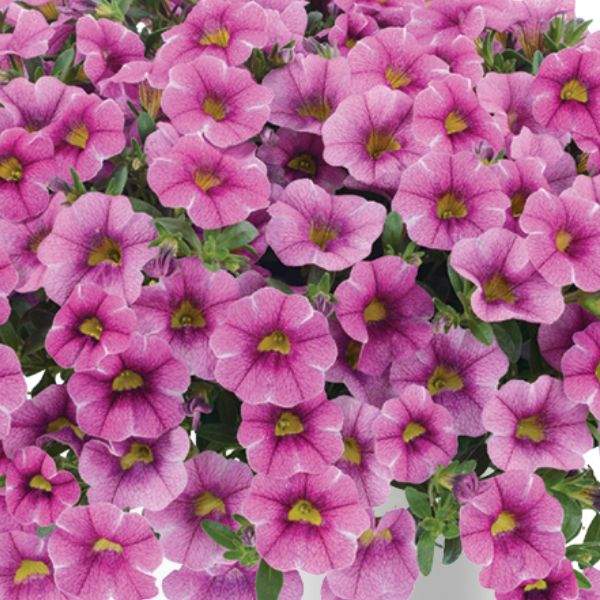 CALIBRACHOA COLIBRI PINK LACE