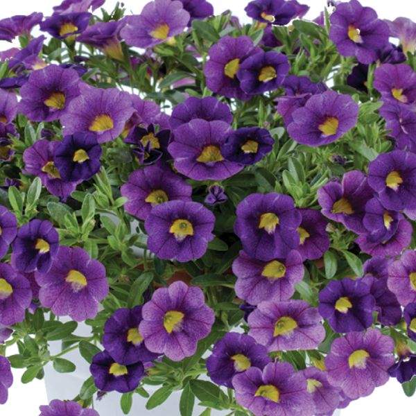 calibrachoa-colibri-plum-calibrachoa-1659378220.jpg