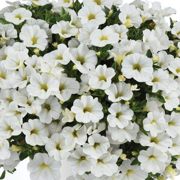 calibrachoa-colibri-pure-white-calibrachoa-1659378235.jpg