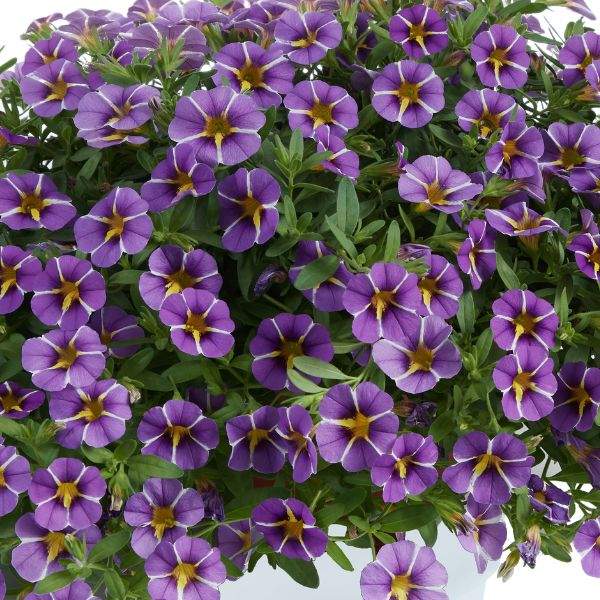 calibrachoa-colibri-purple-bling-calibrachoa-1659378245.jpg