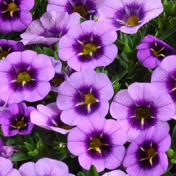 Calibrachoa Colibri Spark Purple