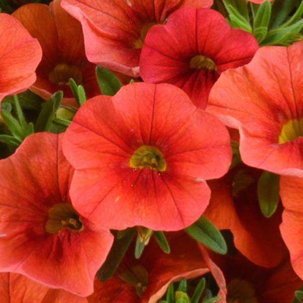 Calibrachoa Colibri Tangerine