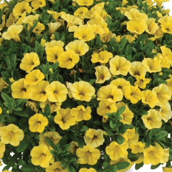 CALIBRACHOA COLIBRI YELLOW CANARY