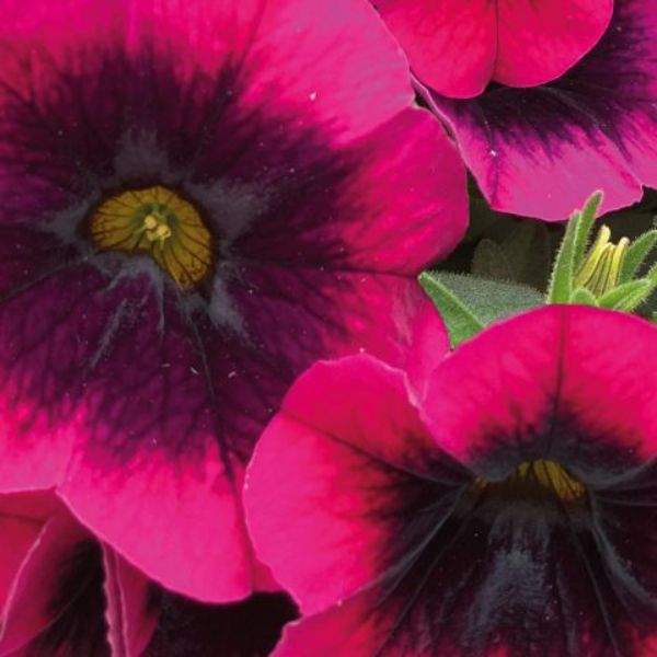 calibrachoa-dracula-calibrachoa-1659378038.jpg