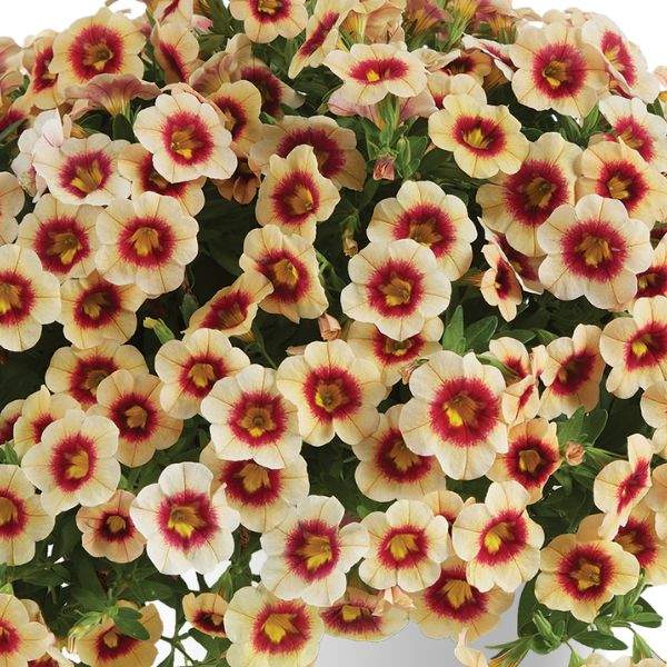 calibrachoa-eyeconic-apricot-calibrachoa-1659378296.jpg