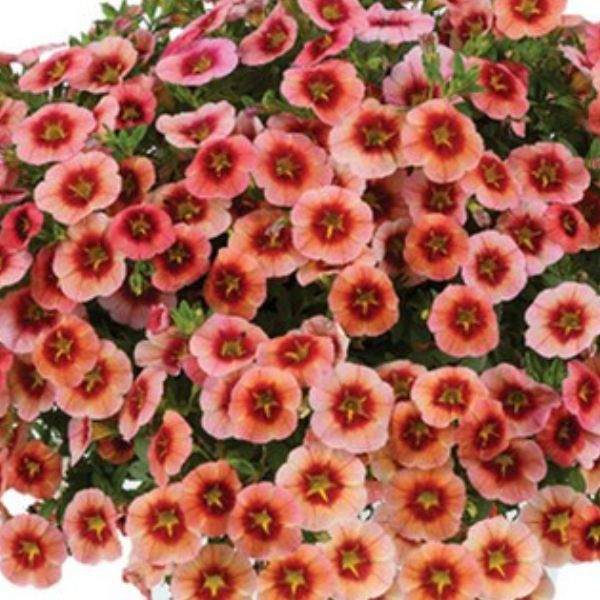 calibrachoa-eyeconic-peach-calibrachoa-1659378334.jpg