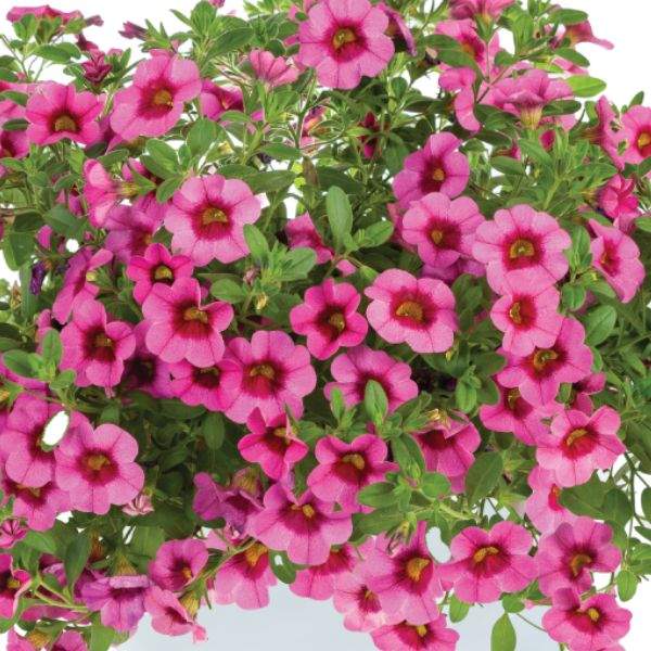 calibrachoa-eyeconic-pink-calibrachoa-1659378324.jpg