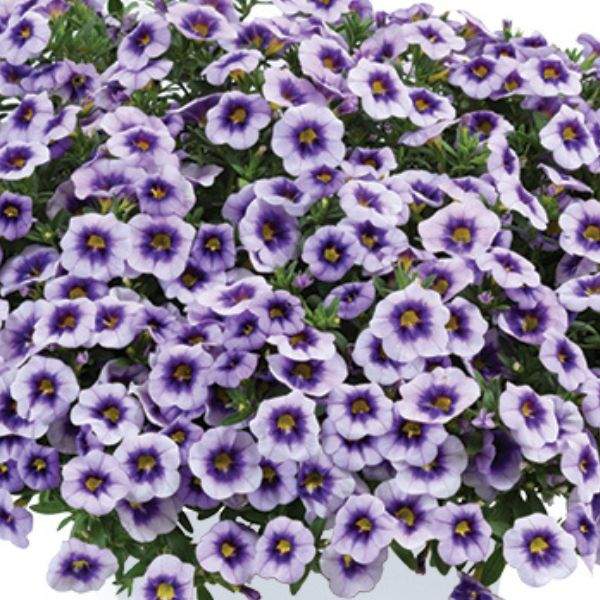 calibrachoa-eyeconic-purple-calibrachoa-1659378343.jpg