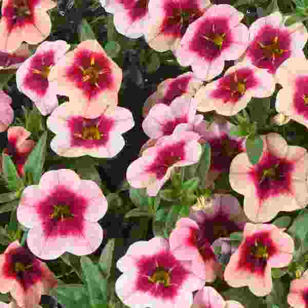 calibrachoa-eyeconic-strawberry-calibrachoa-1689796971.jpg