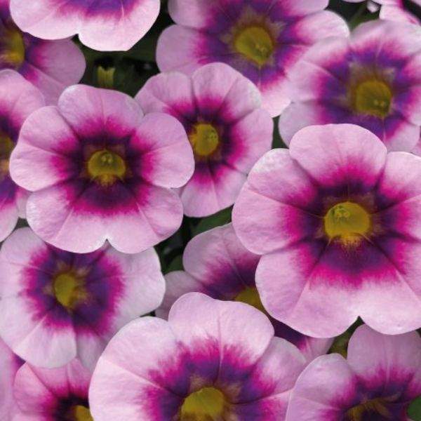 calibrachoa-illusion-calibrachoa-1659378050.jpg