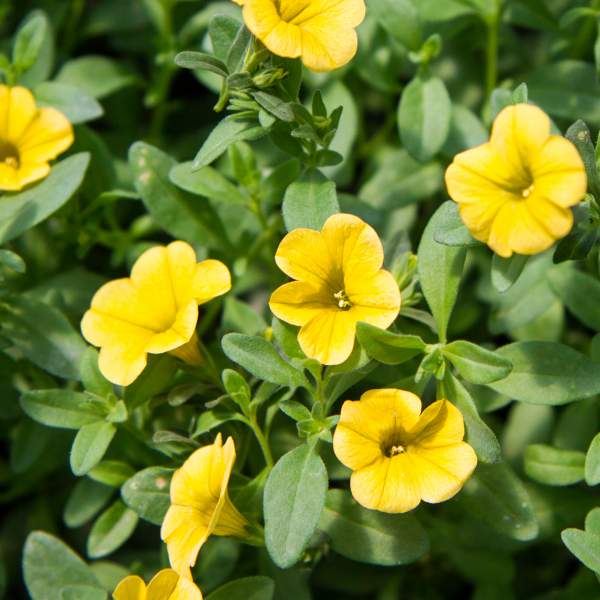 CALIBRACHOA LEMONADE