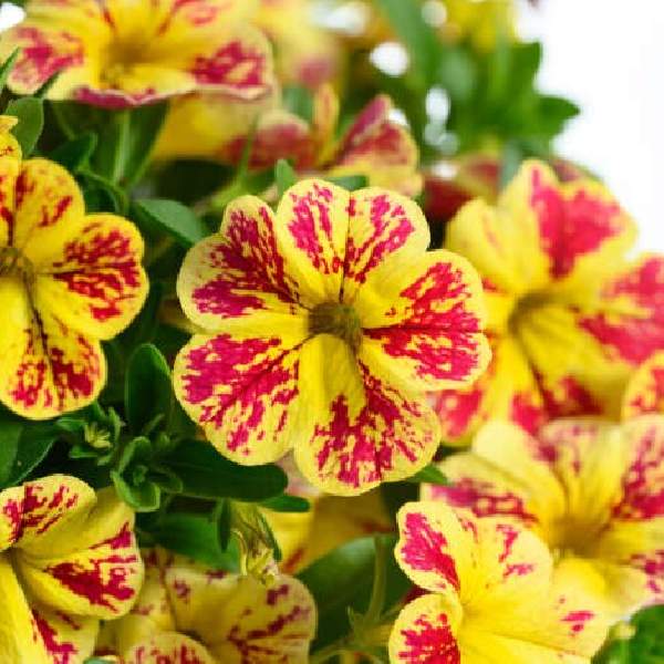 calibrachoa-lia-abstract-lemon-cherry-calibrachoa-1724959482.jpg