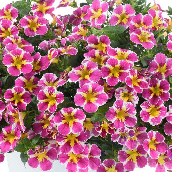 CALIBRACHOA LIA ABSTRACT PINK