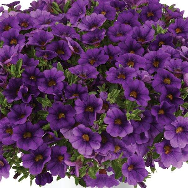 CALIBRACHOA LIA BLUE