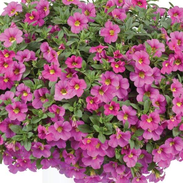 calibrachoa-lia-bubblegum-calibrachoa-1659378389.jpg