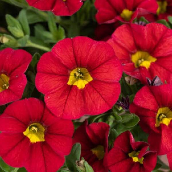 calibrachoa-lia-chili-pepper-calibrachoa-1724959534.jpg
