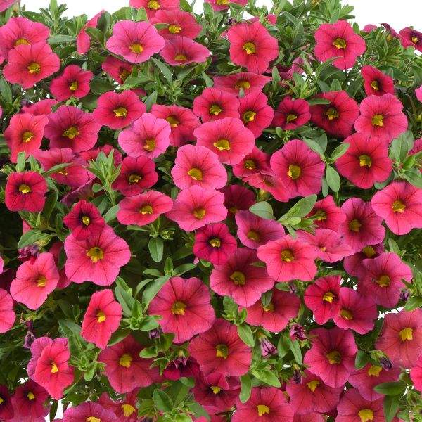 CALIBRACHOA LIA CRANBERRY