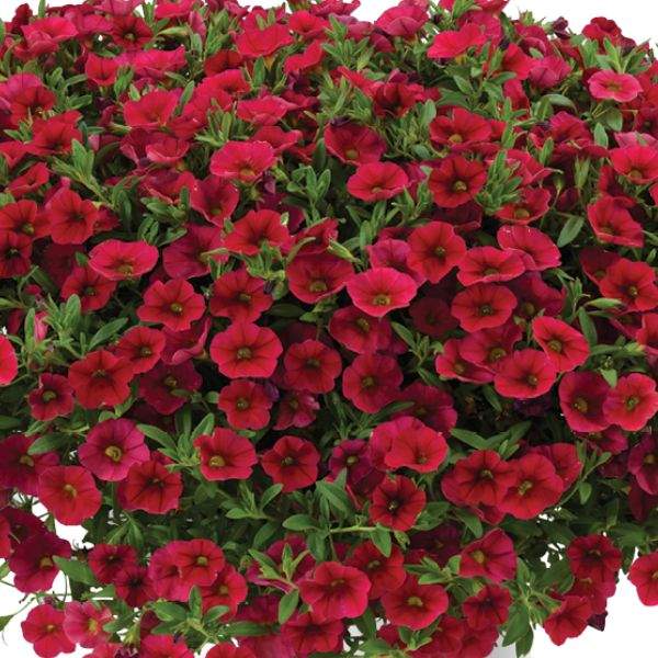 CALIBRACHOA LIA DARK RED