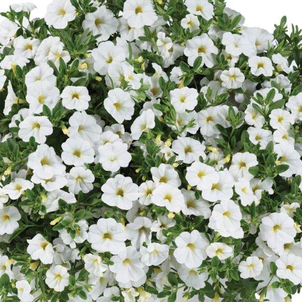 CALIBRACHOA LIA GLAZE IMP