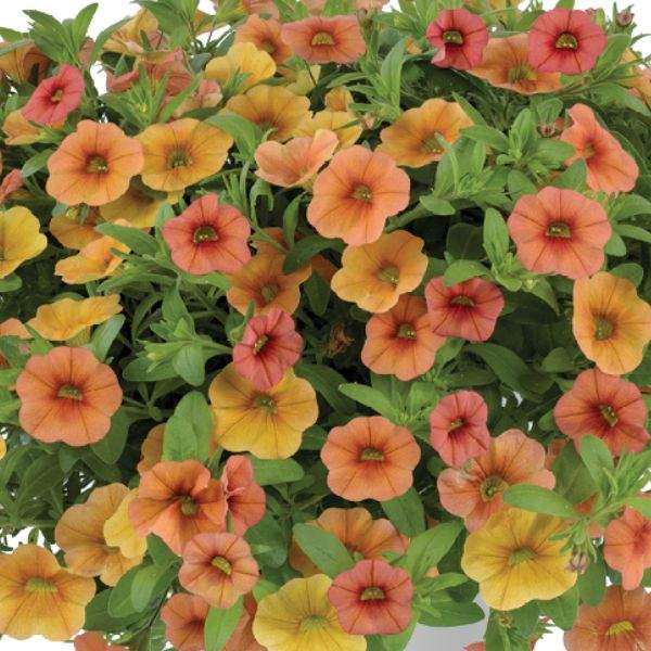 calibrachoa-lia-melon-calibrachoa-1659378438.jpg