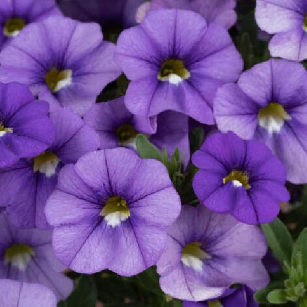 Calibrachoa Lia Sky Blue