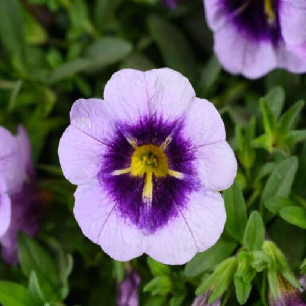 calibrachoa-lia-spark-lavender-calibrachoa-1724959656.jpg