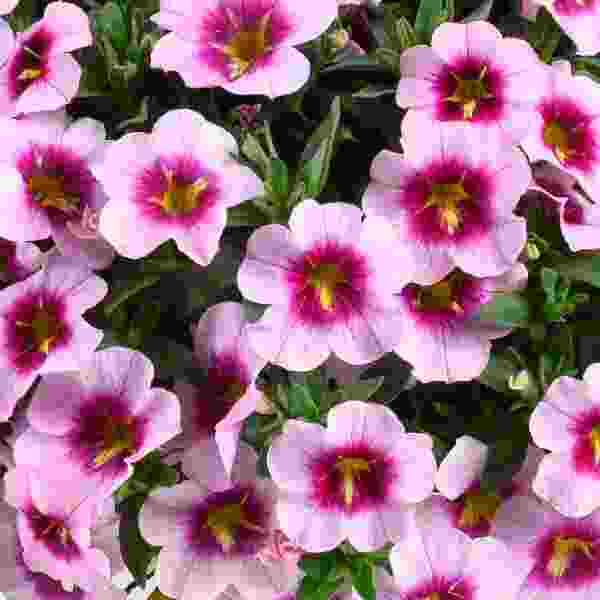 calibrachoa-lia-spark-pink-calibrachoa-1689796882.jpg