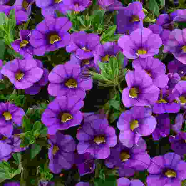 Calibrachoa Lia Violet