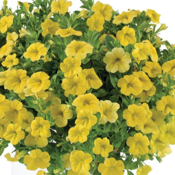 CALIBRACHOA LIA YELLOW