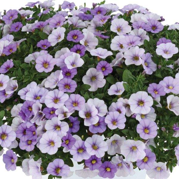 CALIBRACHOA OMBRE BLUE