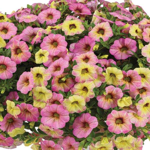 calibrachoa-ombre-pink-calibrachoa-1659378489.jpg