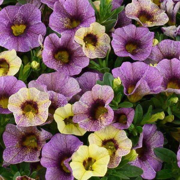 Calibrachoa Ombre Purple