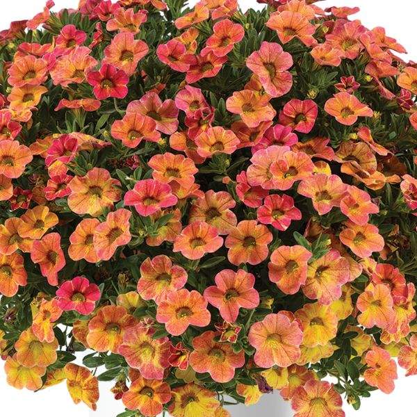 calibrachoa-ombre-sunrise-calibrachoa-1659378500.jpg