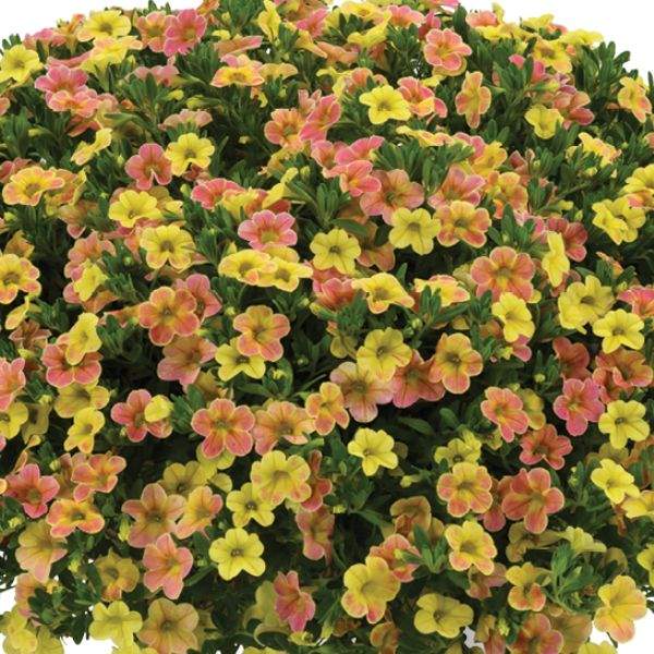 calibrachoa-ombre-yellow-calibrachoa-1659378509.jpg