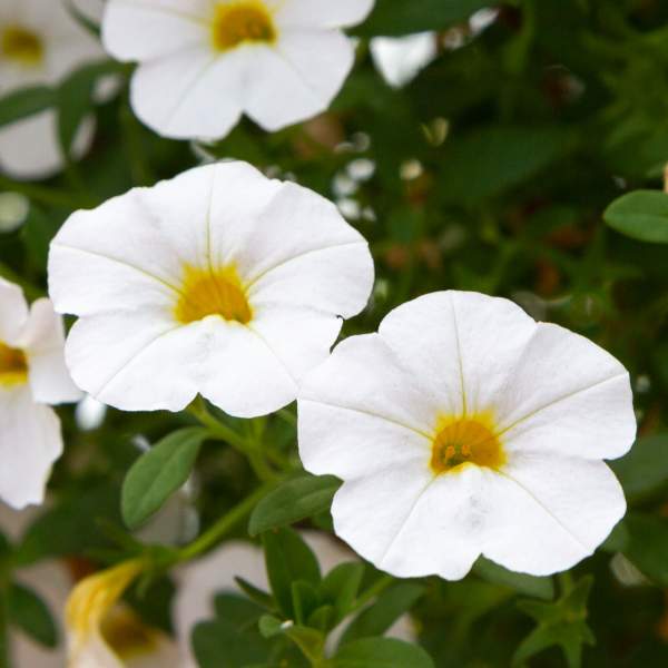 CALIBRACHOA WHITE