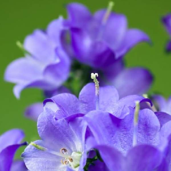 campanula-pearl-deep-blue-campanula-1665167194.jpg