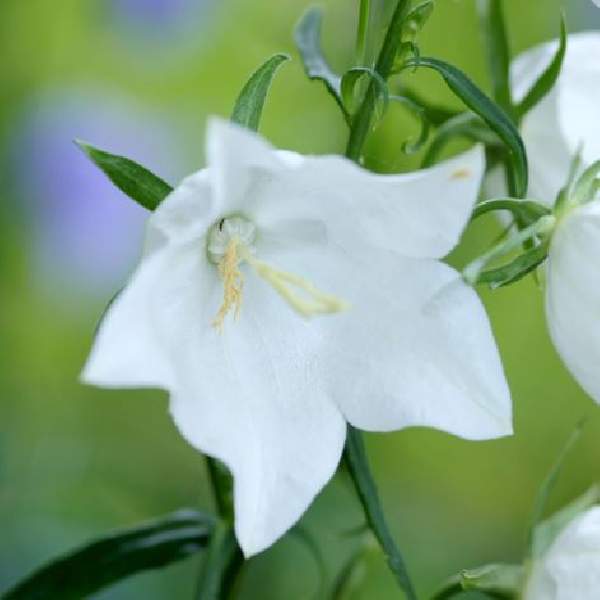 campanula-pearl-white-campanula-1665167314.jpg