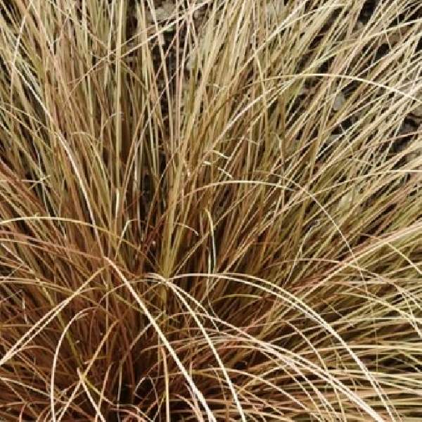 carex-auburn-grass-1689861806.jpg