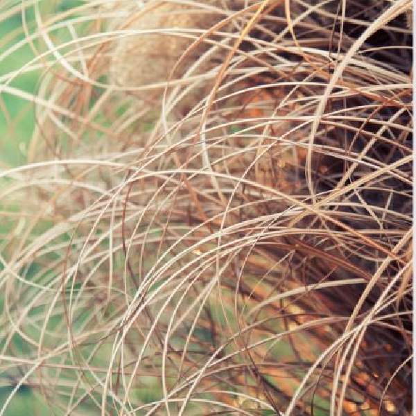Carex Bronze Curls