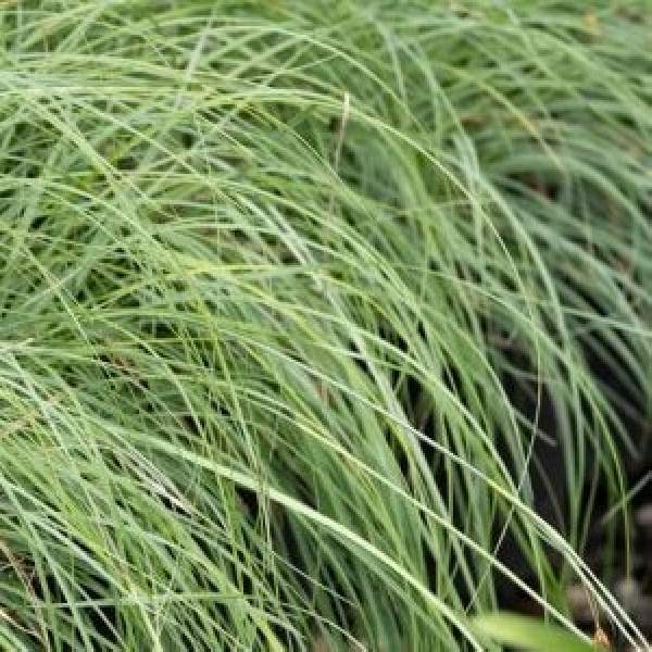 Carex ColorGrass Amazon Mist
