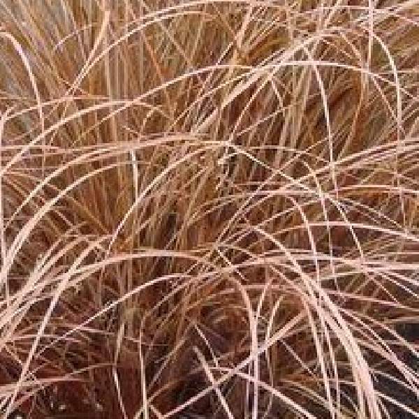 Carex ColorGrass Bronco
