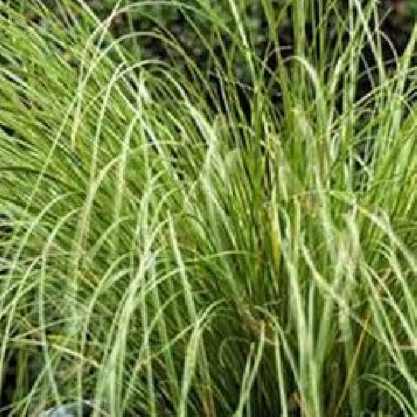 Carex ColorGrass Phoenix Green