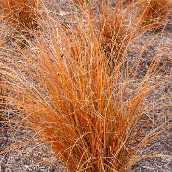 Carex ColorGrass Red Rooster