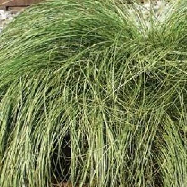 Carex Frosted Curls