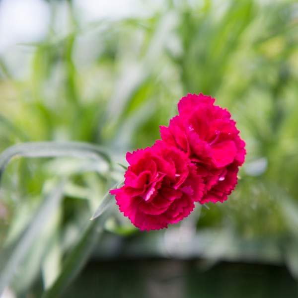 Carnation Trailing