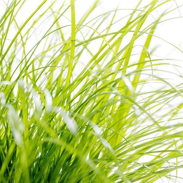 Cat Grass