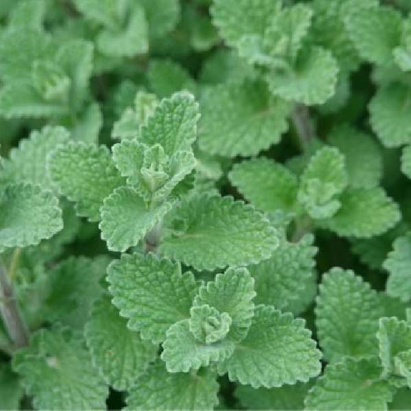 catnip-grass-1693938671.jpg