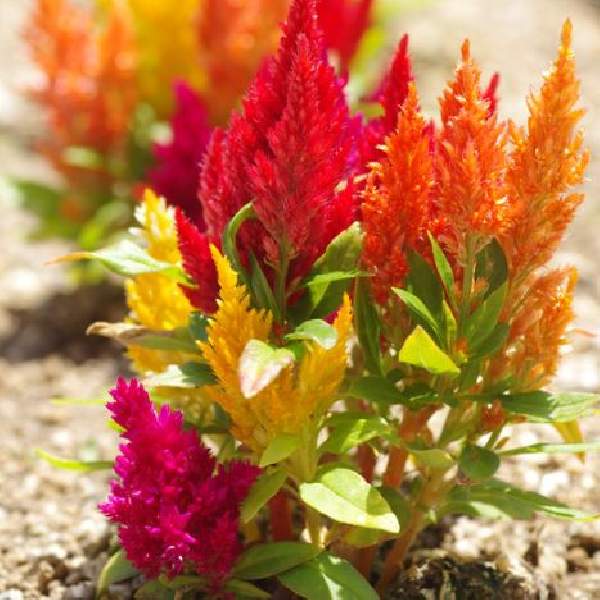 Celosia