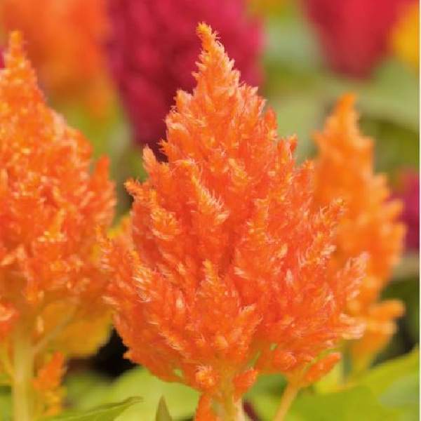 Image Of Celosia Castle Orange