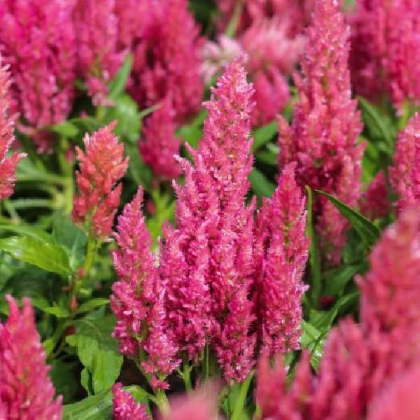 celosia-castle-pink-celosia-1665163612.jpg